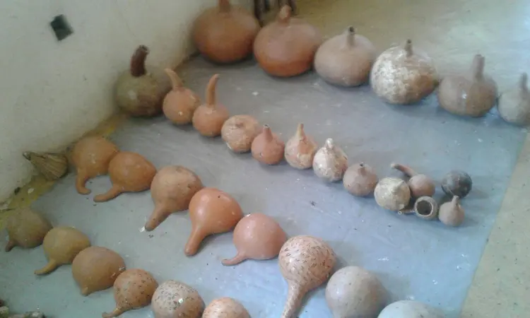 Ewirandi ne ewisanda ewikolwa nawio mu okunywa owusara na amaweere.