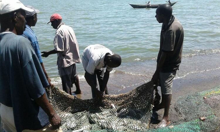 Fishermen with a good catch. Fishermen with a good catch.